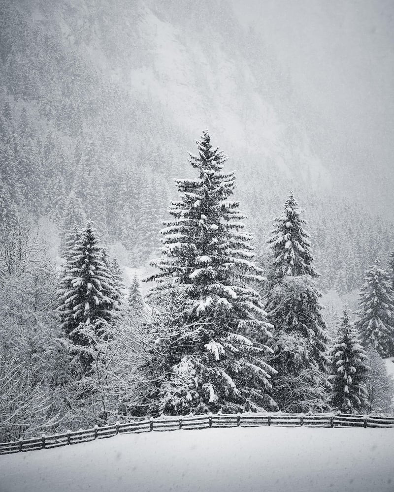 Winter Wonderland