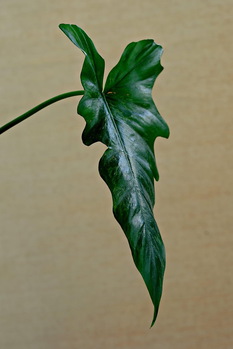 Tropical Leaves