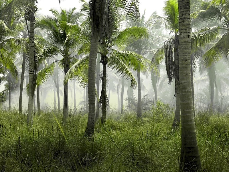 Tropical Beach